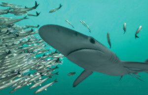 Deep Ocean shark